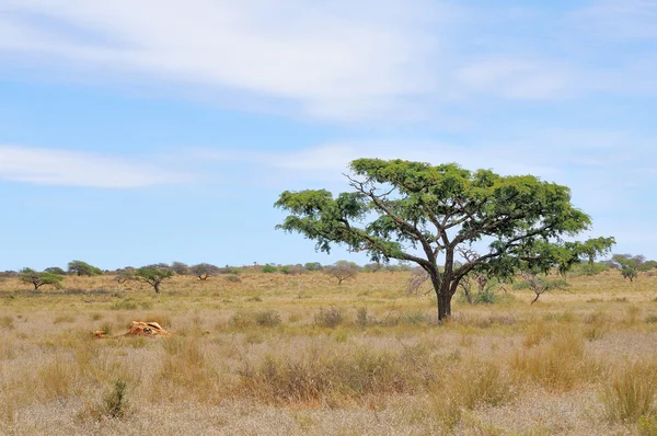 Remains of a giraffe — Stock Photo, Image