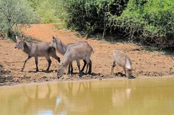 Giovane waterbuck — Foto Stock