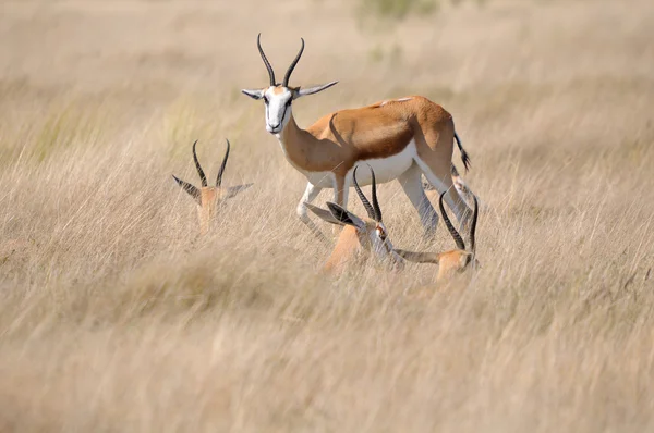 Springbok no Parque Nacional de Etosha — Fotografia de Stock