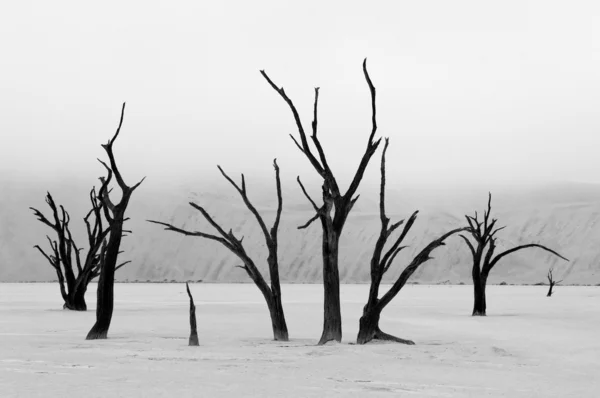 Дерево скелети у чорно-білий, deadvlei, Намібія — стокове фото