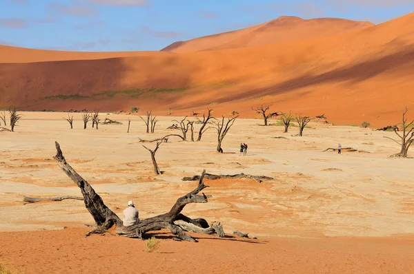 Tree skeletons, Deadvlei, Namibia — Stock Photo, Image