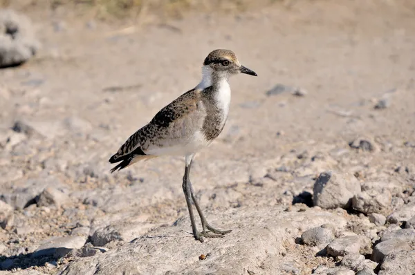 Ferreiro Juvenil Lapwing — Fotografia de Stock