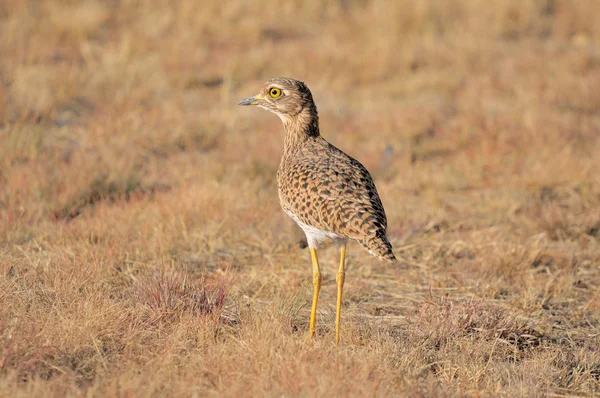 Spotted thick-knee — Stock Photo, Image