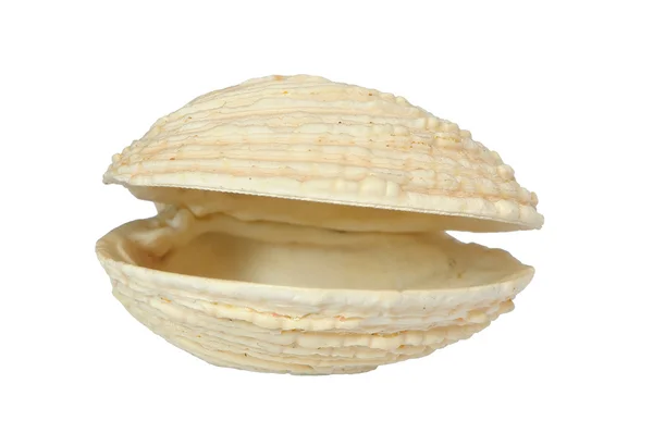 Bi-ventil seashell — Stockfoto