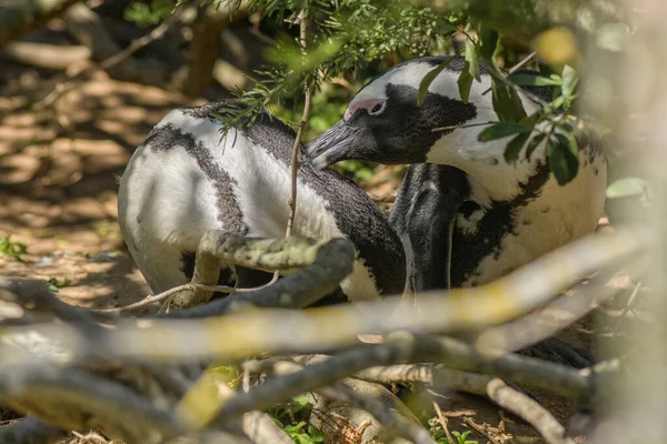 Dos Pingüinos Africanos Spheniscus Demersus Preparan Mutuamente — Foto de Stock