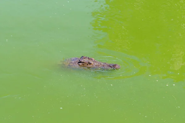 Nile Crocodile Crocodylus Niloticus Water Crocodile Farm Paarl — Foto Stock