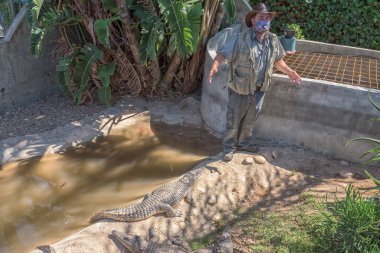PAARL, SOUTH AFRICA - DEC 26, 2021: A guide, with young nile crocodiles, in an enclosure at a crocodile farm near Paarl