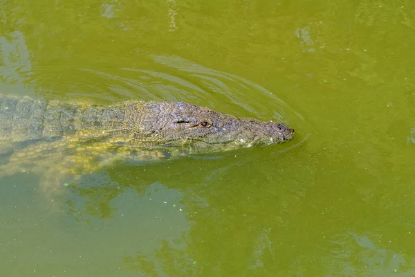 Nile Crocodile Crocodylus Niloticus Water Crocodile Farm Paarl — Foto Stock