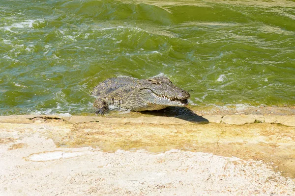 ナイル クロコダイルス ニロイカスパール近くのクロコダイル農場で水から排出される — ストック写真