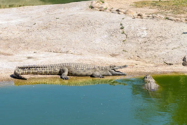 Nile Crocodile Crocodylus Niloticus Open Mouth Crocodile Farm Paarl — Foto Stock