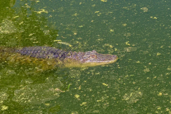 Alligator Alligator Mississipiensis Water Crocodile Farm Paarl — Foto Stock