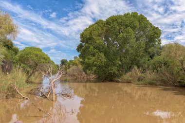 Güney Afrika 'da Bloemfontein yakınlarındaki Nehir kıyısındaki Modder Nehri manzarası