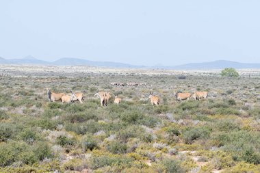 Karoo 'da Victoria West ve Loxton arasındaki R63 yolunun yanındaki çiftlikte antilop sürüleri.
