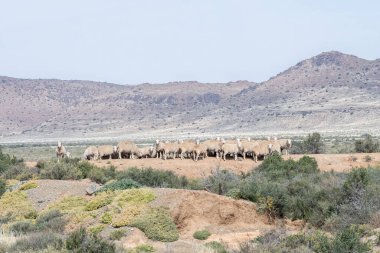 Kuzey Burnu Karoo 'da Loxton yakınlarında bir çakıl barajında Merino koyunu.