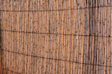 Batan güneşin son ışınlarında bir kamış duvarı.