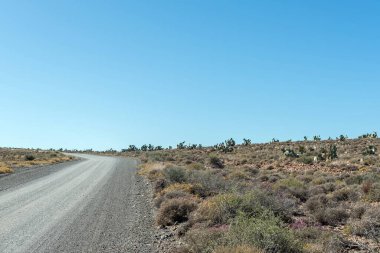 Kuzey Burnu Karoo 'da Loxton ve Fraserburg arasındaki R356 yolunda dikenli armut kaktüsleri olan bir manzara.