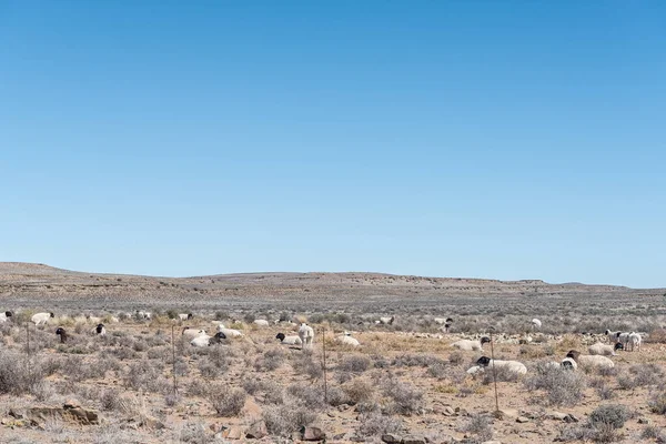 Een Typisch Karoo Tafereel Met Dorpse Schapen Bij Fraserburg Noord — Stockfoto