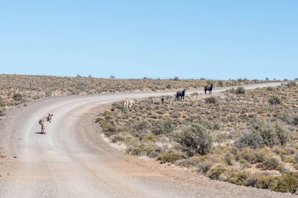 位于卡鲁北角弗拉塞尔堡和萨瑟兰之间的具有历史意义的邮政路线上的道路景观 带有驴和马 — 图库照片