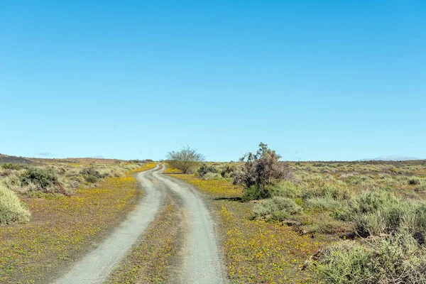 Virágos Táj P2252 Úton Tankwa Karoo Nemzeti Parkban — Stock Fotó