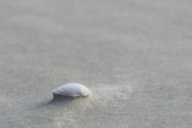 Kumsalda deniz kabuğu