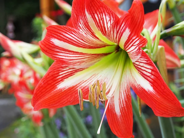 Amaryllis — Stockfoto