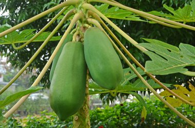 Papaya ağacını