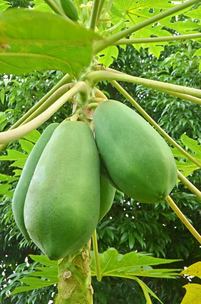 Papaya träd — Stockfoto
