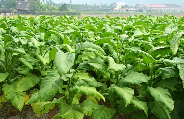 Табачная ферма — стоковое фото