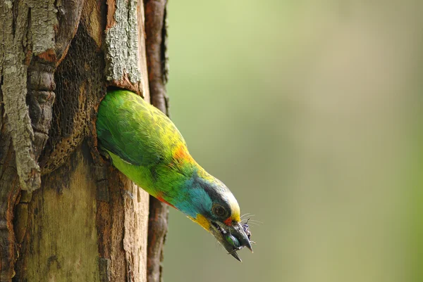 Muller's Barbet — Zdjęcie stockowe