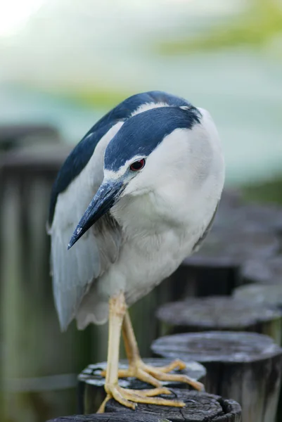 Schwarzkronenreiher — Stockfoto