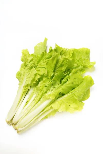 Cavoli pakchoi — Foto Stock