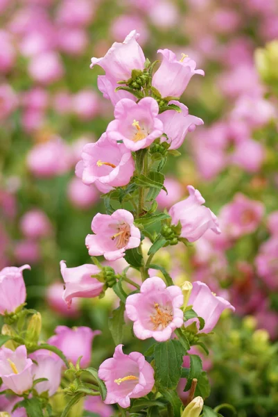 Bell flower — Stock Photo, Image