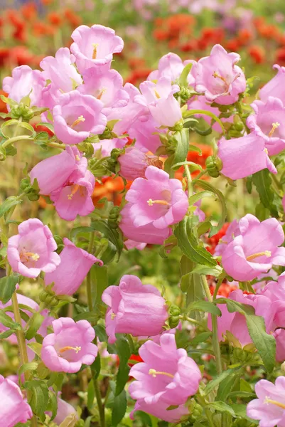 Bell flower — Stock Photo, Image