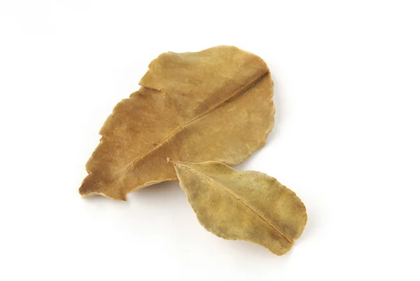 Dried lemon leaves — Stock Photo, Image