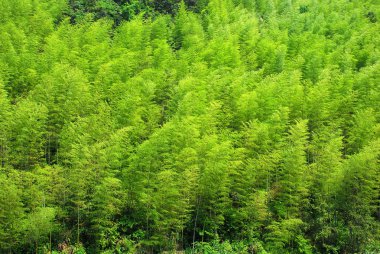 bambu korusu