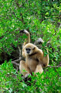 Gibbon