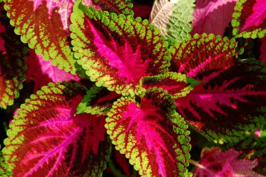 Skullcaplike Coleus