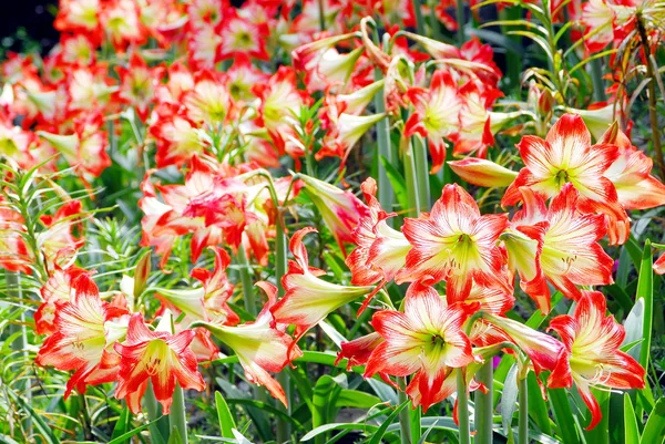 Amaryllis — Stockfoto