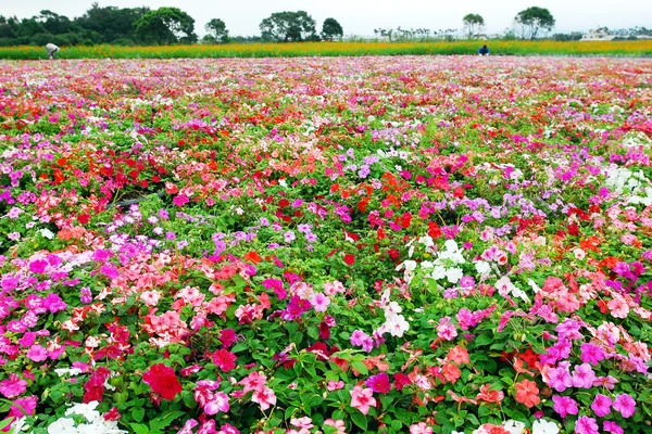 Sea of flower — Stock Photo, Image