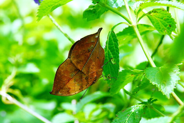 Withered leaf butterfly
