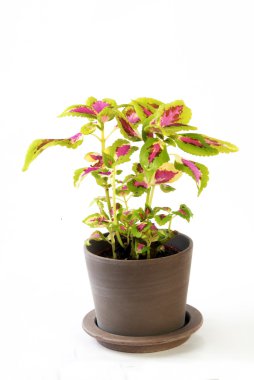 Skullcaplike Coleus