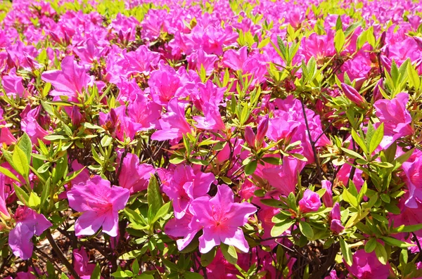 Azaleas — Stock Photo, Image