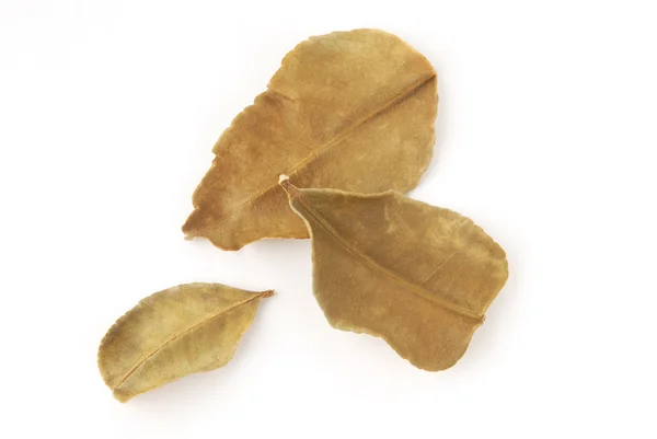 Dried lemon leaves — Stock Photo, Image