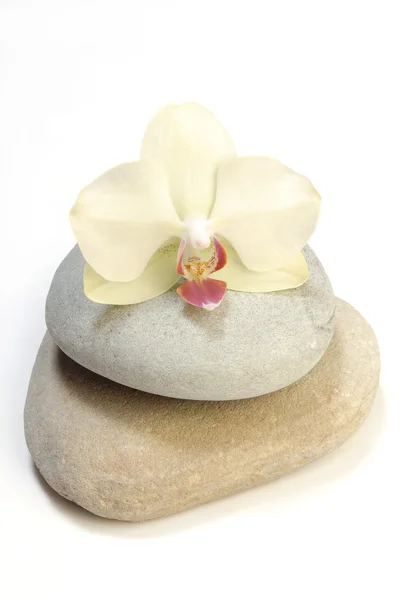 Orchid — Stock Photo, Image