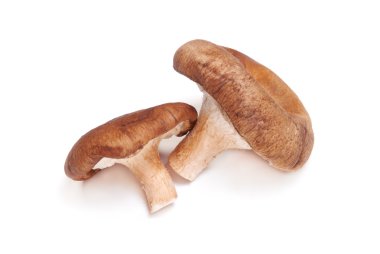 shiitake mantarları