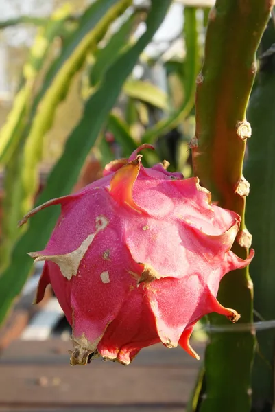 Drachenfrucht — Stockfoto