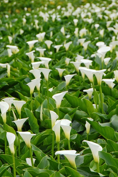 Calla Lily. — Fotografia de Stock