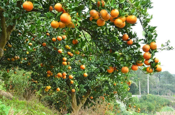 Orange trees — Stock Photo, Image