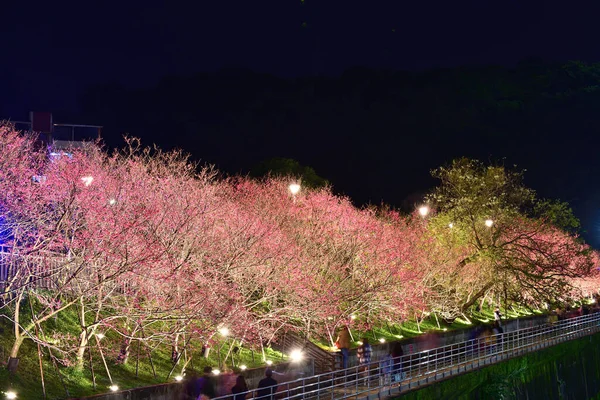 Night Scenery Illuminated Cherry Blossom Tree Tipei Taiwan — Stock Photo, Image