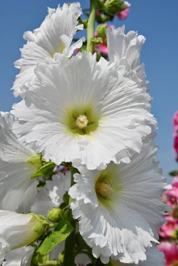  Bahçedeki çiçek açan gülhaç çiçeklerine (Alcea rosea) yakın plan 